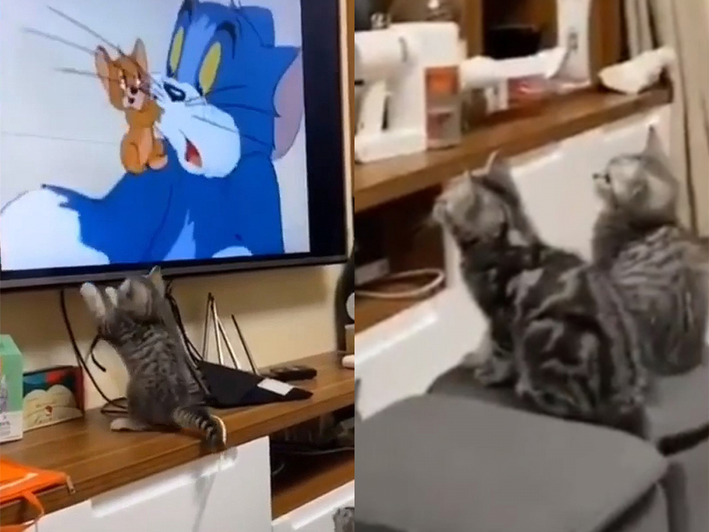 Реакцията на котенца към „Том и Джери“ ги направи хит в мрежата ВИДЕО