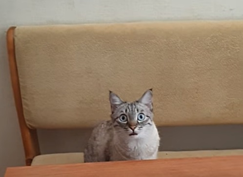 Гладен котарак покори интернет ВИДЕО