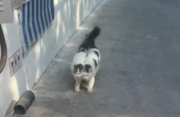 Неразделна котешка двойка покори мрежата ВИДЕО