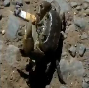 Рак, който пуши цигара на плажа, взриви мрежата ВИДЕО