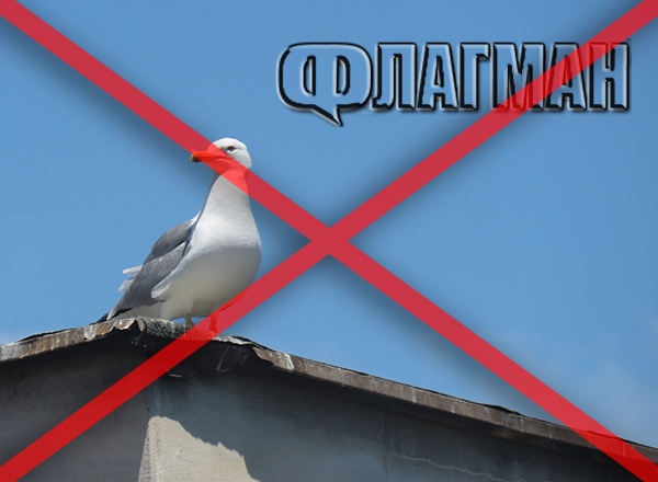 Гларусите в Бургас изчезнаха! Поличба или... 