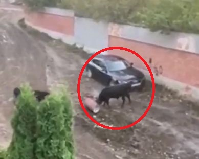 Страшна напаст в столичния кв. "Лозенец", жителите не могат да излязат от домовете си ВИДЕО