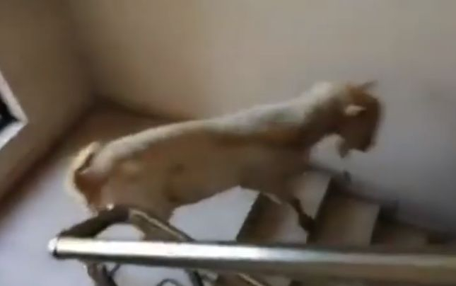 Кози окупираха жилищен блок в Пловдив ВИДЕО 