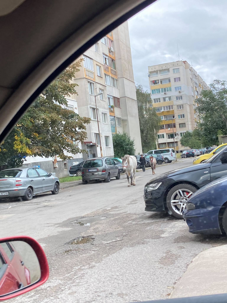Голямото село: Коне галопират по улиците на столичния жк "Люлин" СНИМКИ 