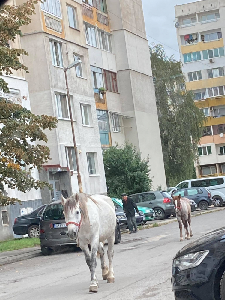Голямото село: Коне галопират по улиците на столичния жк "Люлин" СНИМКИ 