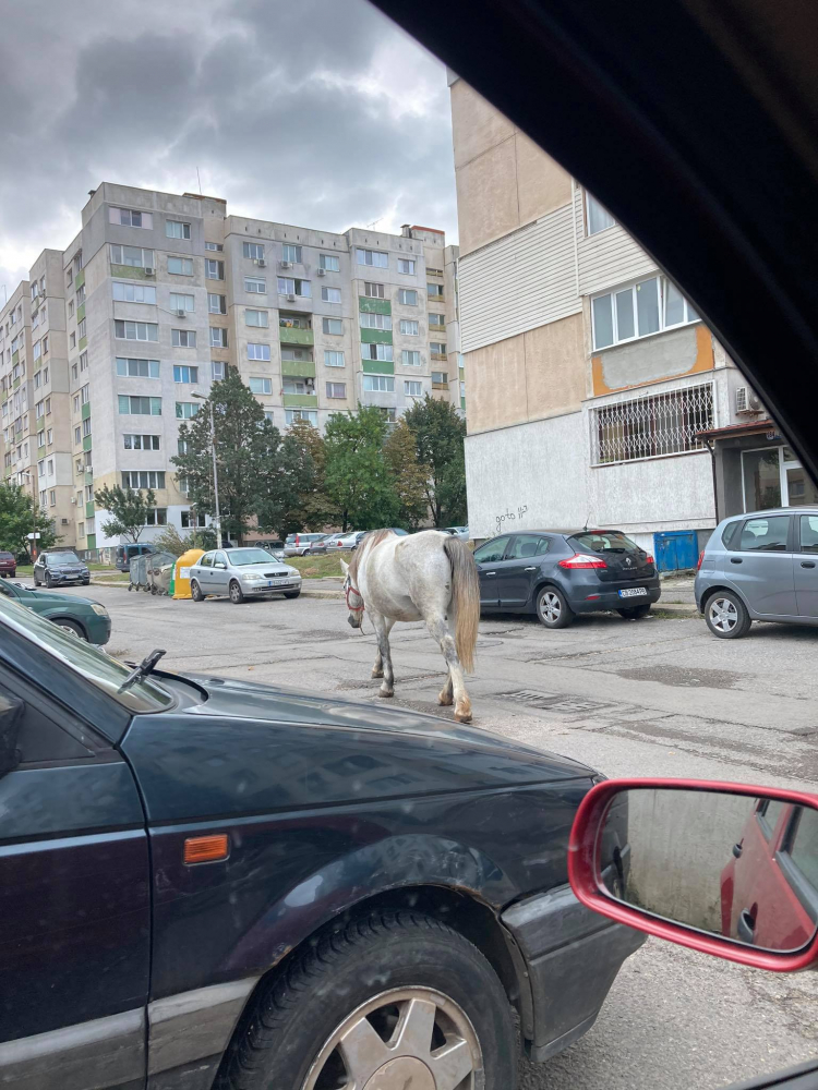 Голямото село: Коне галопират по улиците на столичния жк "Люлин" СНИМКИ 