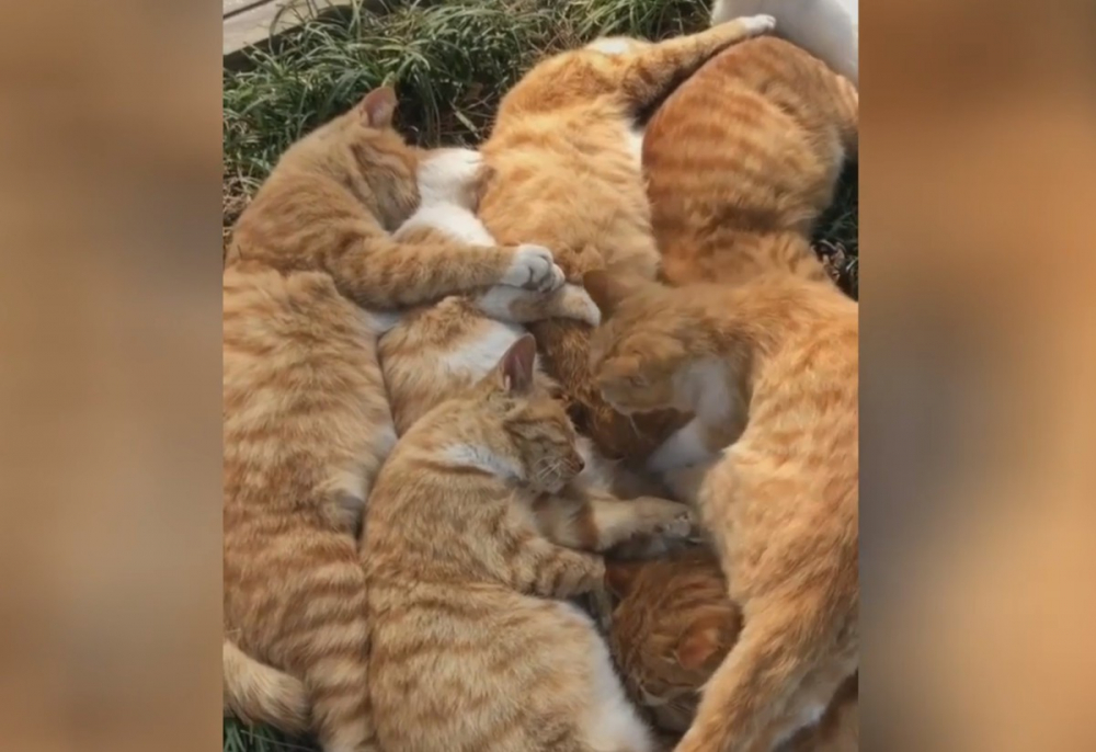 Рижа банда: Котки, заспали до дърво, умилиха мрежата ВИДЕО
