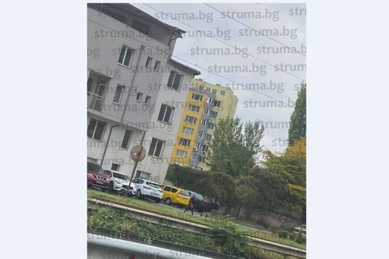 Такъв инцидент с крава и полицаи едва ли някога се е случвал у нас 