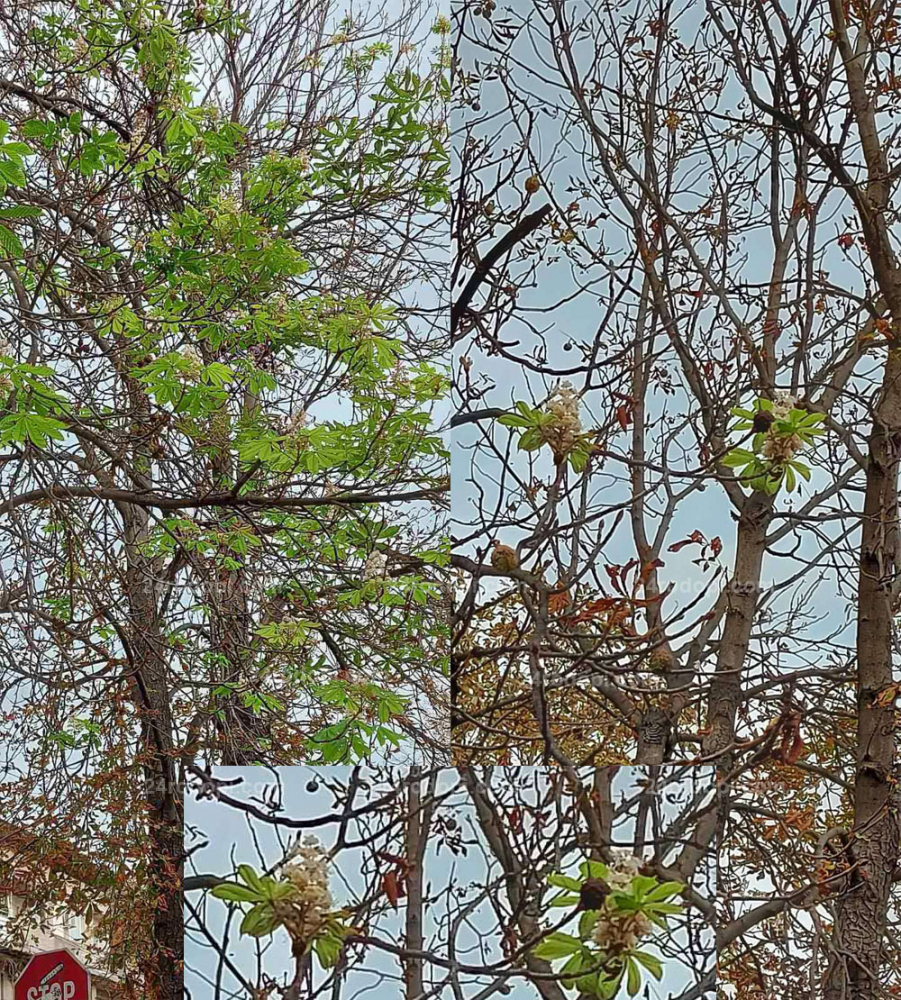 Природна аномалия в Кърджали вещае люта зима