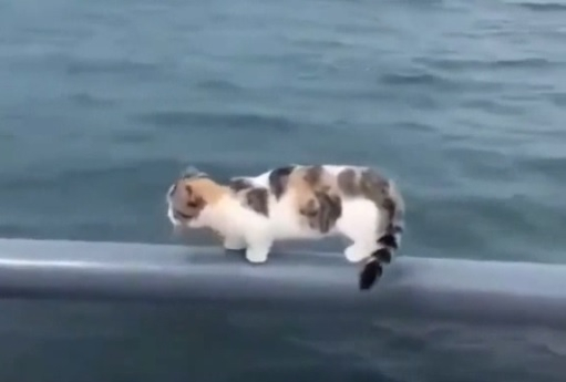 Котараци гимнастици развеселиха мрежата ВИДЕО