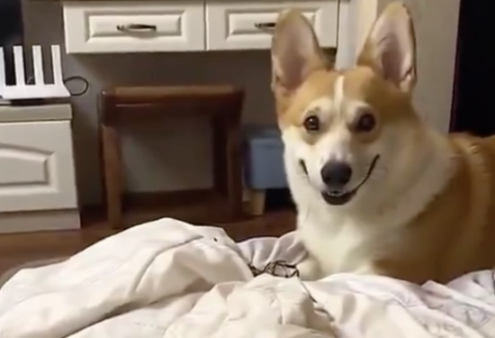 ВИДЕО запечата очарователната реакция на куче към любимо лакомство