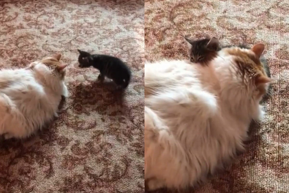 Запознанството на улично коте с домашна котка трогна до сълзи мрежата ВИДЕО