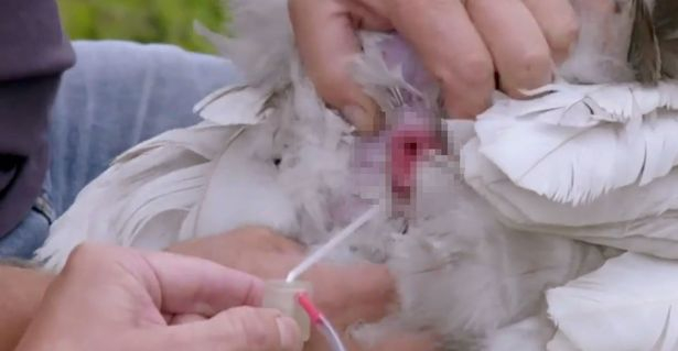 Насилствено осеменяване на пуйки в ефира на риалити шоу смрази зрителите ВИДЕО 18+