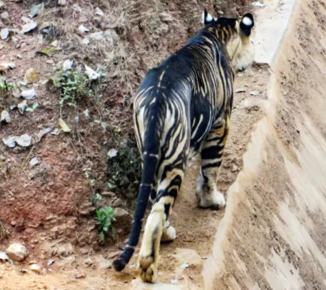 Фотограф засне черен тигър, само 7 такива има в света СНИМКИ   
