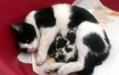 Бременна бездомна котка роди в частна болница СНИМКА
