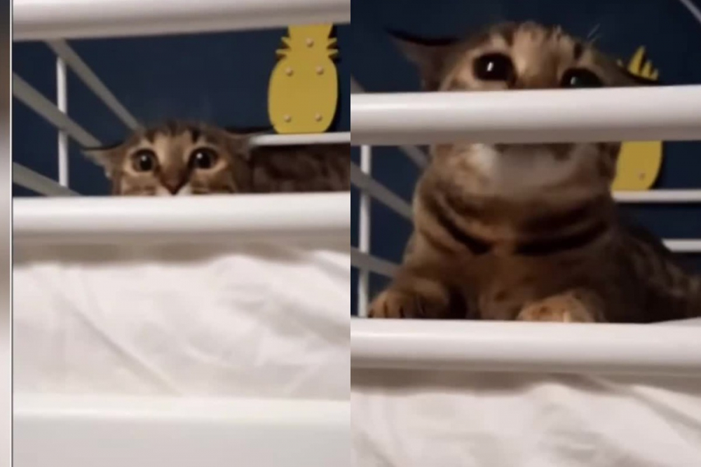 Неуспешна котешка атака разсмя мрежата ВИДЕО