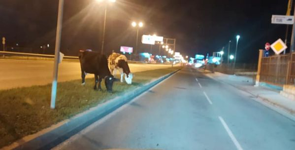 Голямо село: Крави пасат на столичното Околовръстно шосе СНИМКИ 