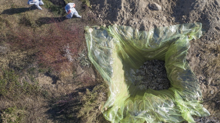 Вижте какво се случи с мутиралия коронавирус при норките