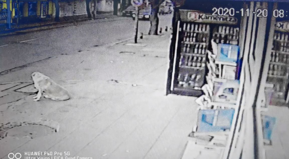 Брутална жестокост посред бял ден смрази столичния кв. "Надежда" ВИДЕО
