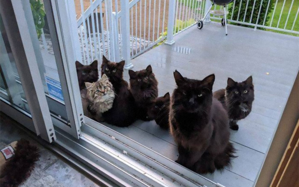 Котка бе спасена от жена и доведе котенцата си да се срещнат с нея СНИМКИ