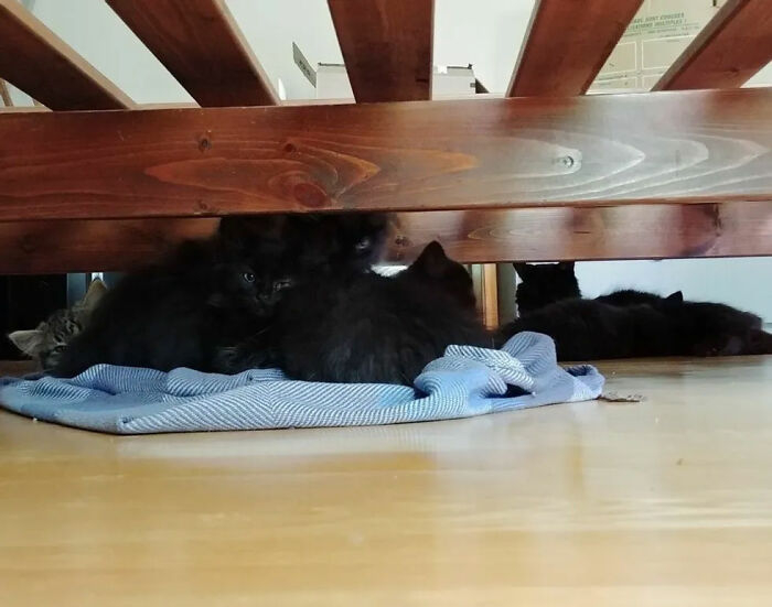 Котка бе спасена от жена и доведе котенцата си да се срещнат с нея СНИМКИ