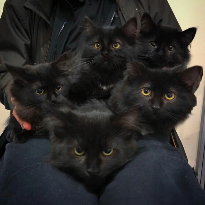 Котка бе спасена от жена и доведе котенцата си да се срещнат с нея СНИМКИ
