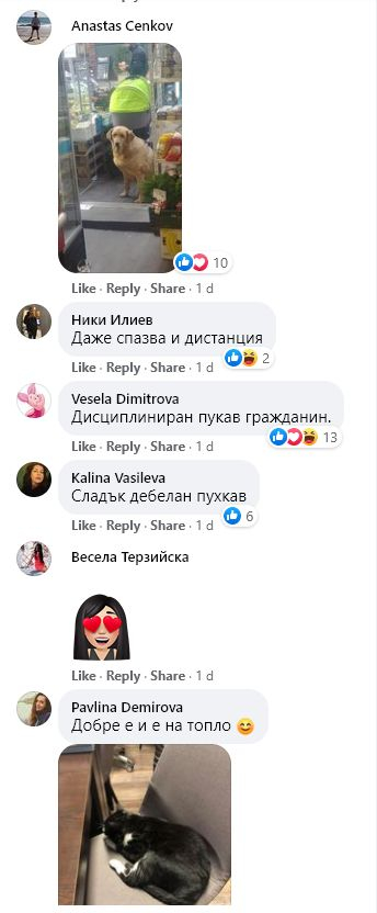 Цялата мрежа полудя по тази котка от софийска бензиностанция СНИМКИ