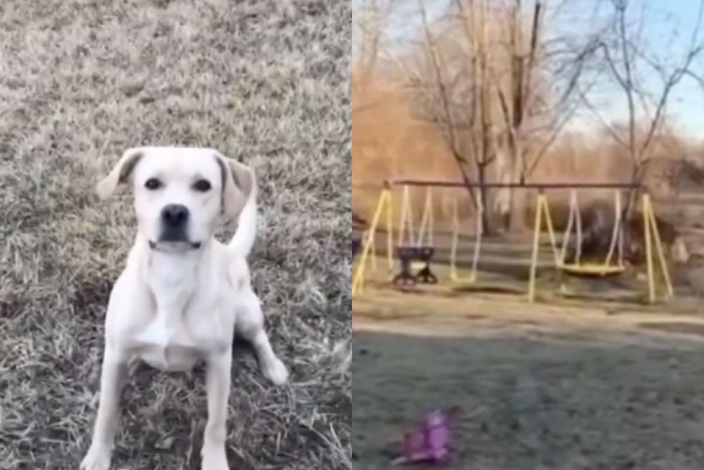 Епичното салто на лабрадор разсмя до сълзи мрежата ВИДЕО
