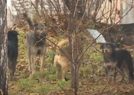 Жена от Костенец държи на нокти цял град, жертвите на безумията й се множат 