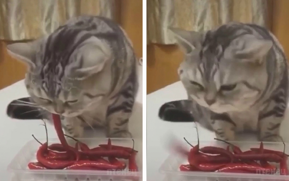 Вижте как котарак похапна люта чушка, но веднага съжали за това ВИДЕО