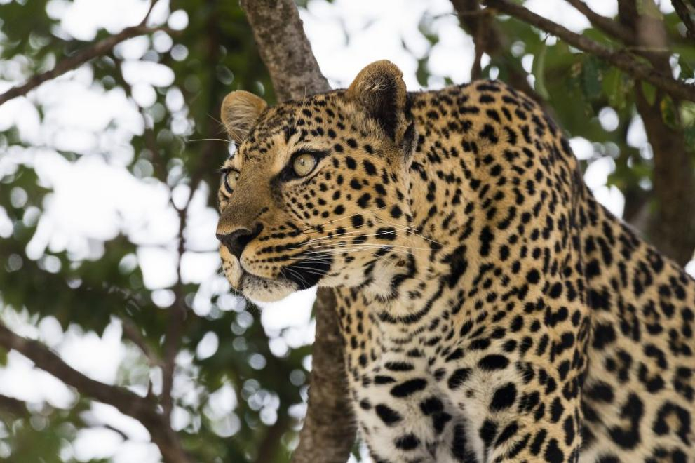 COVID-19 натръшка екзотични животни 