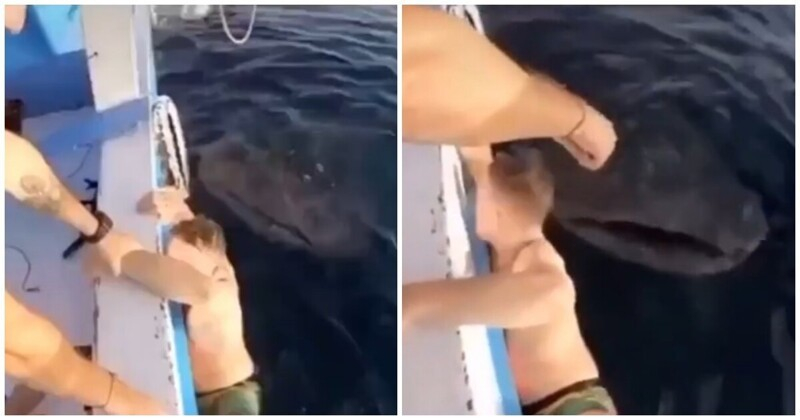 Вижте как китова акула изплаши ужасно турист и развесели приятелите му ВИДЕО