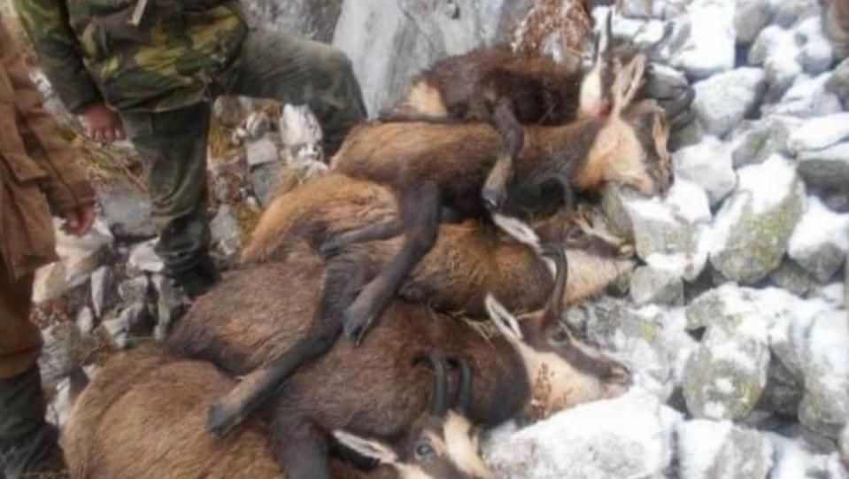 Тома Белев мина всякакви граници с тази фалшива новина за трупове СНИМКА 18+