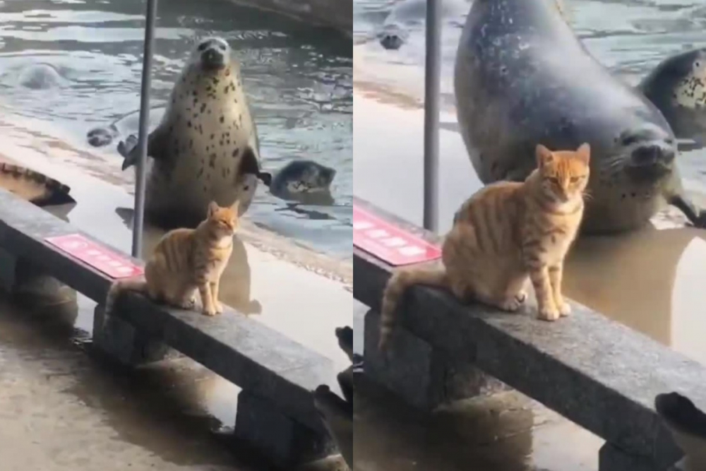 Неуспешните опити на тюлен да покори сърцето на котка бяха запечатани на ВИДЕО