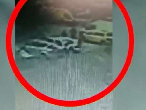 Шокиращ инцидент посред бял ден в столичния "Овча купел" ВИДЕО