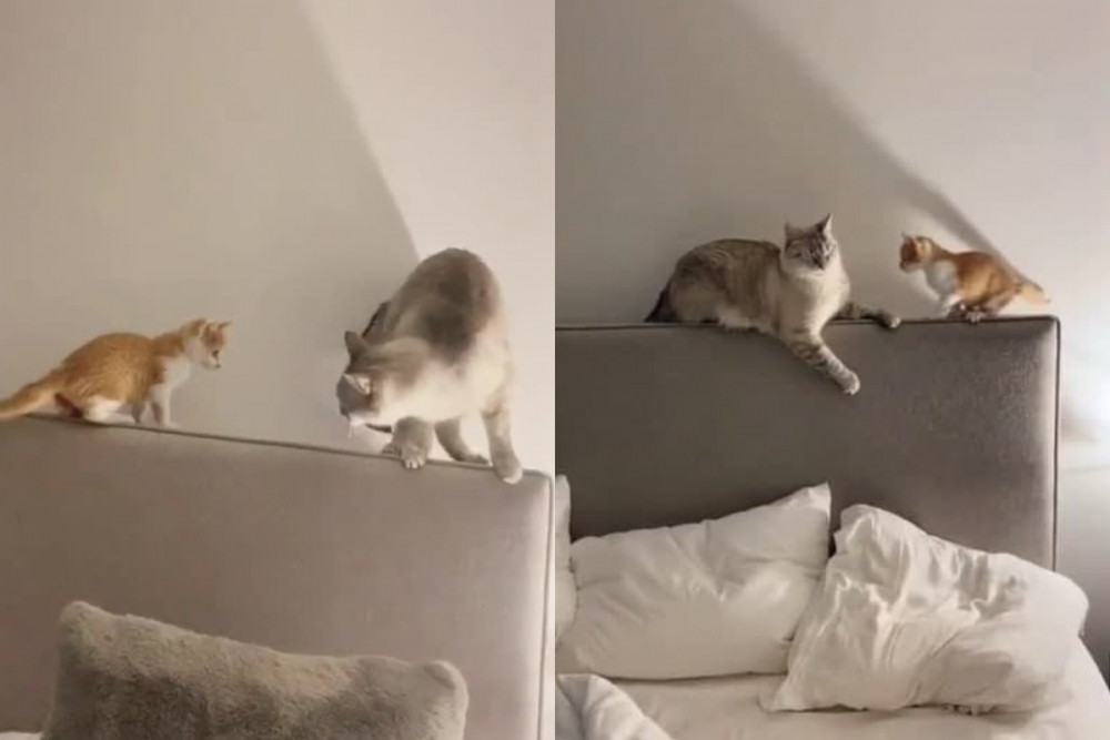 Мигновена карма: Котарак отмъсти на коте, като го научи да „лети“ от леглото