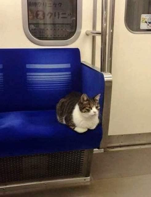 Най-странната котка в Токио пътува с метро и... 