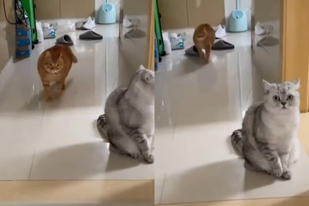 Котка покори интернет с дръзката си походка ВИДЕО