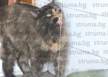 Котката на баба Дешка ококори цяло село с нестандартните си навици СНИМКА 