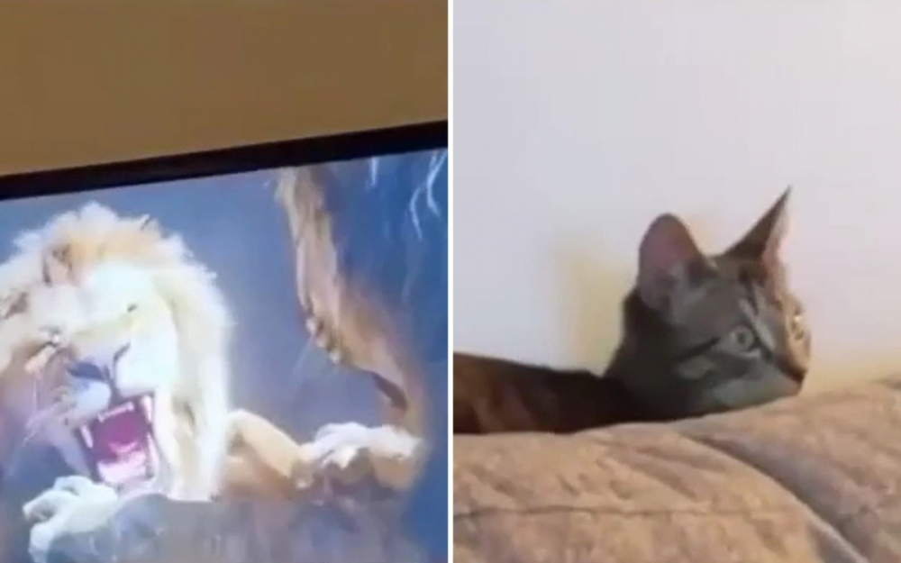 Вижте реакцията на коте, шокирано от филма "Цар Лъв" ВИДЕО