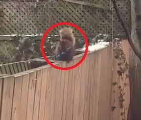 Шок! Андреа излезе на двора и видя катерица, въоръжена с нож ВИДЕО