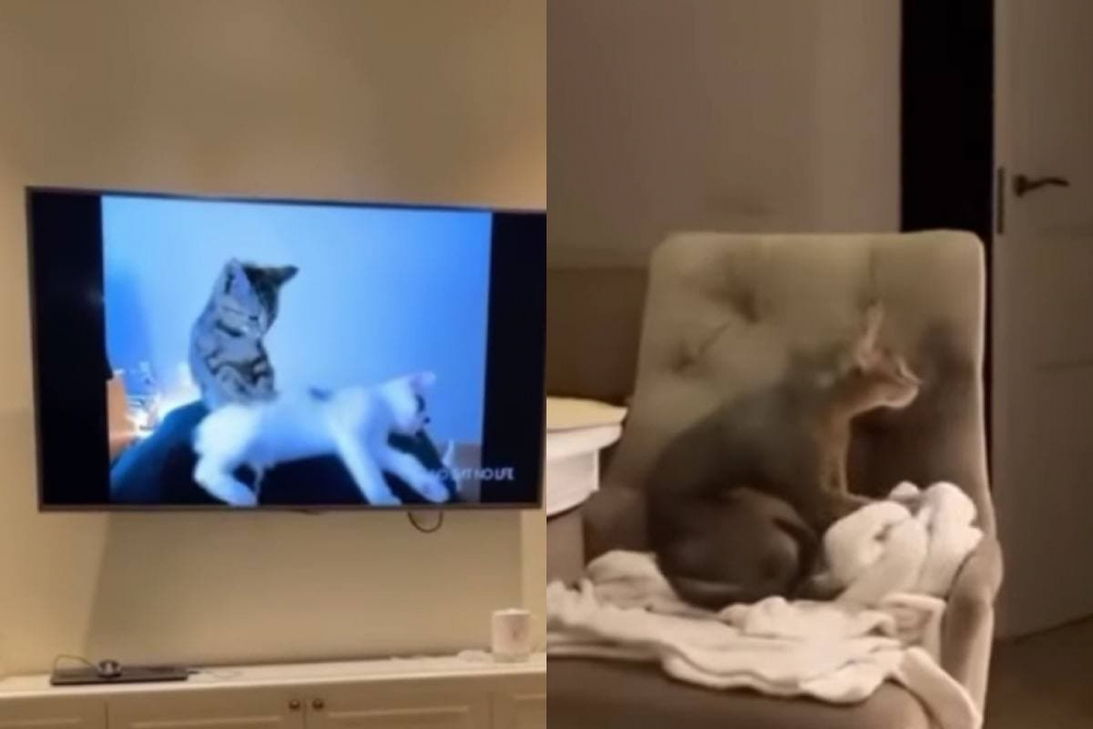 ВИДЕО запечата как котарак се обучава дистанционно да прави масажи 