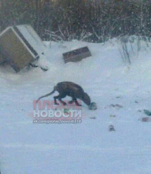 Гигантски плъх или Чупакабра: Заснеха зловещ звяр в Русия СНИМКИ 18+