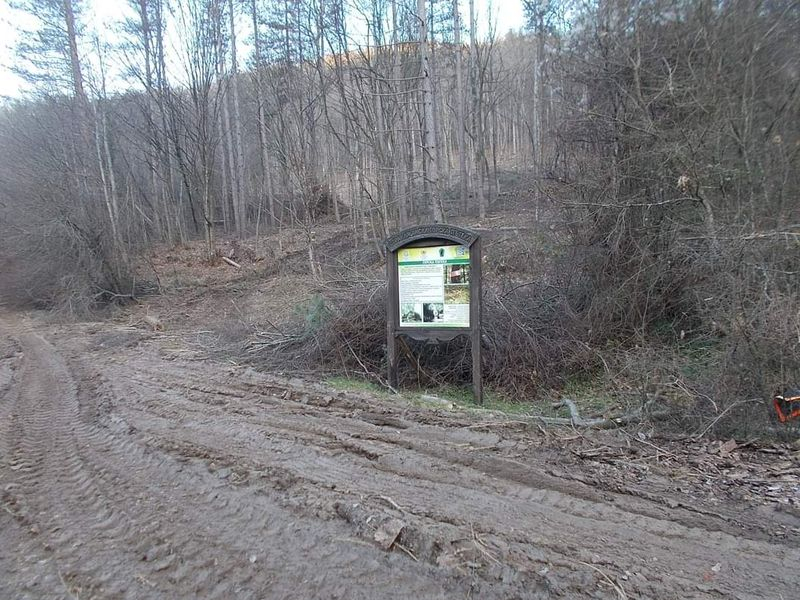 Поредна варварска свинщина в Странджа! СНИМКА
