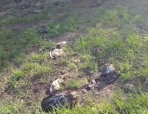 Труп след труп падат край Черноморец, какво се случва?! ВИДЕО
