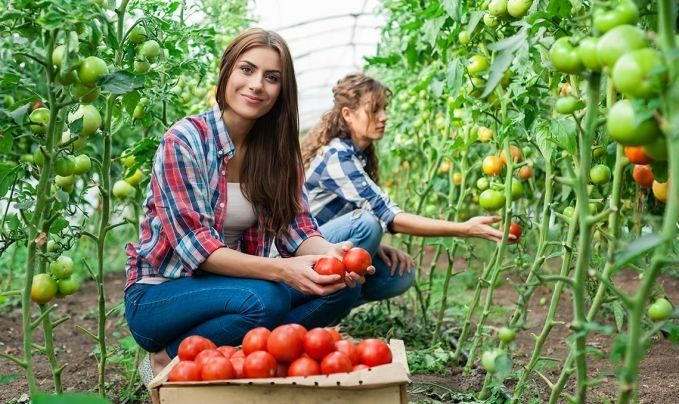 Важно: Набират български студенти за лятна заетост в Германия