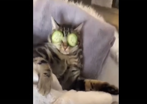 Котарак наказа лошо жена, която му развали спа процедура ВИДЕО