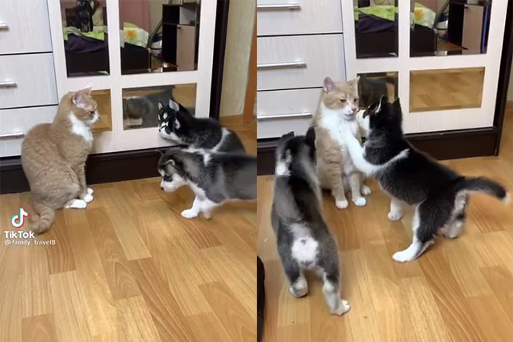 Котарак отблъсна кученца с царствено спокойствие и покори интернет ВИДЕО