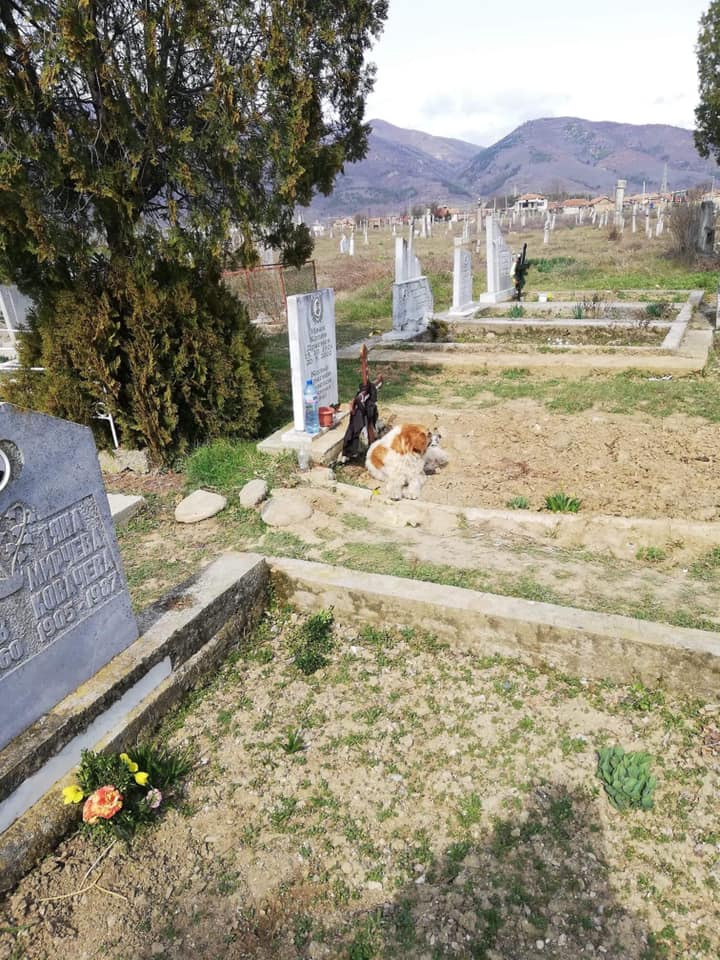 Куче лежи на гроба на стопанина си в Дъбово вече 40 дни СНИМКИ