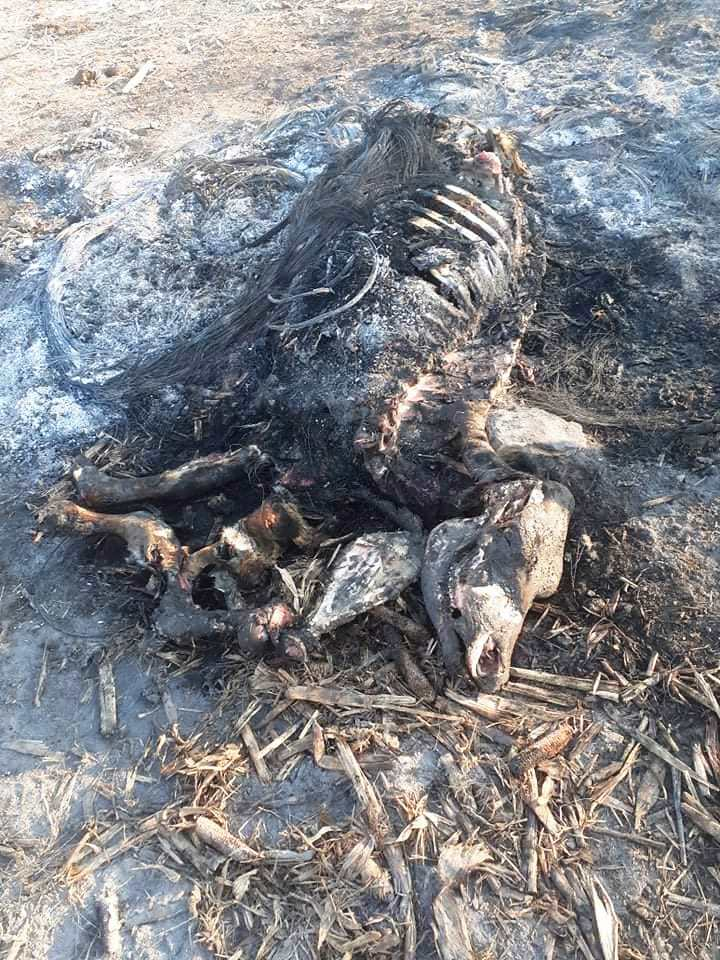 Кошмарни СНИМКИ с изгорени трупове насред полето в Търновско взриви мрежата 